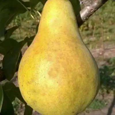Груша КОНКОРД в Калинковичах