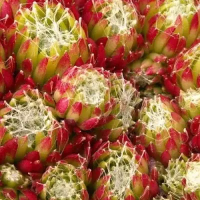 Молодило ХУКЕРА в Калинковичах