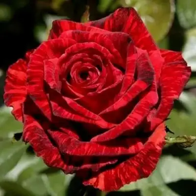 Роза РЕД ИНТУИШН чайно-гибридная в Калинковичах