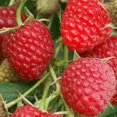 Малина КОЛОКОЛЬЧИК в Калинковичах