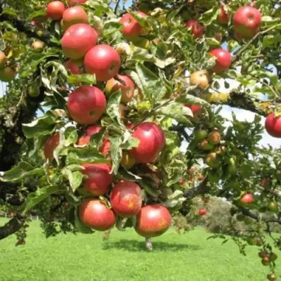 Яблоня ОРЛИК в Калинковичах