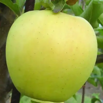 Яблоня ГОЛДЕН ДЕЛИШЕС в Калинковичах