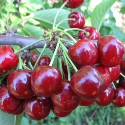 Вишня ДЕСЕРТНАЯ МОРОЗОВОЙ в Калинковичах