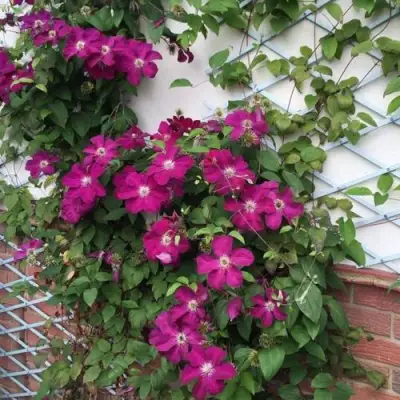 Клематис ЭРНЕСТ МАРКХАМ в Калинковичах