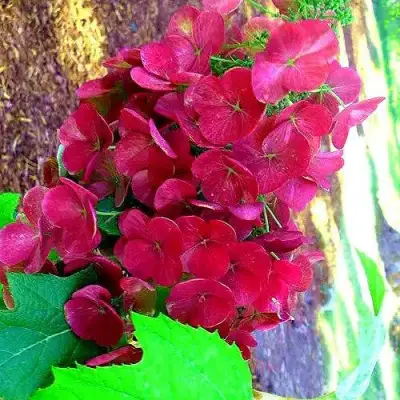 Гортензия АМЕТИСТ дуболистная в Калинковичах