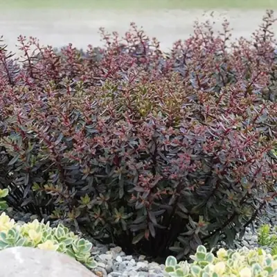 Очиток (седум) САНСПАРКЛЕР ДЖЕЙД ТАФФЕТ в Калинковичах