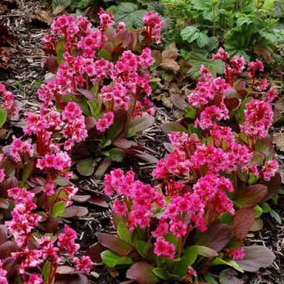 Бадан ФЛИРТ в Калинковичах