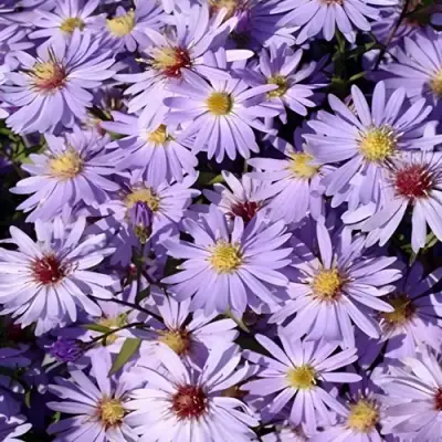 Астра БЛЮ ХЕВЕН сердцелистная в Калинковичах