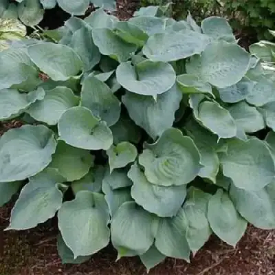 Хоста МУНЛАЙТ СОНАТА гибридная в Калинковичах