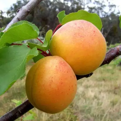 Абрикос ОРЛОВЧАНИН  в Калинковичах