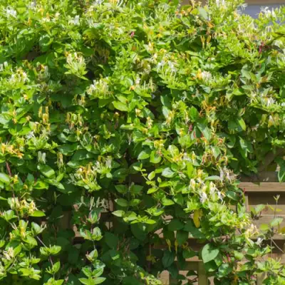 Жимолость ХАЛЛИАНА японская (Хелиана) в Калинковичах