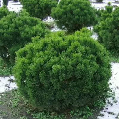 Сосна горная МУГУС в Калинковичах