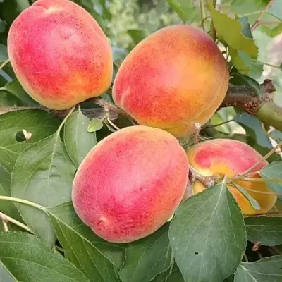 Абрикос ОСОБЕННЫЙ ДЕНИСЮКА в Калинковичах