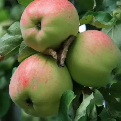 Яблоня УТРО в Калинковичах