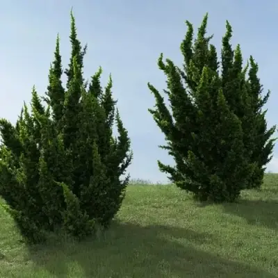 Можжевельник КАЙЗУКА китайский в Калинковичах