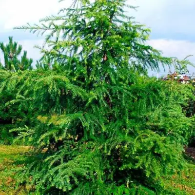 Лиственница европейская в Калинковичах