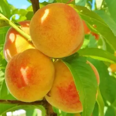 Персик ВЕТЕРАН в Калинковичах