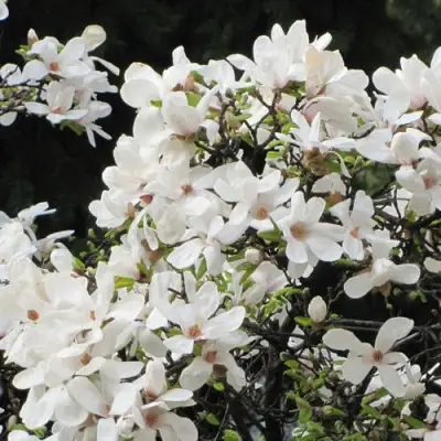 Магнолия КОБУС в Калинковичах