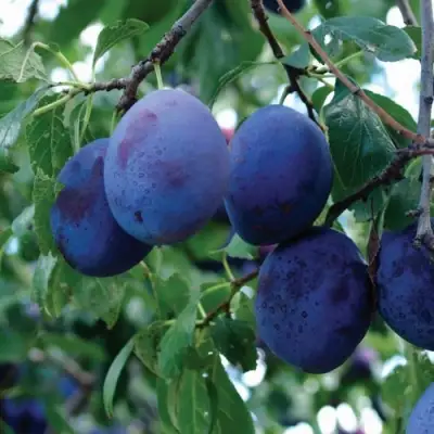 Слива ЭМПРЕСС в Калинковичах