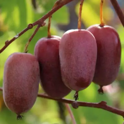 Актинидия ПУРПУРНО САДОВАЯ  аргута в Калинковичах