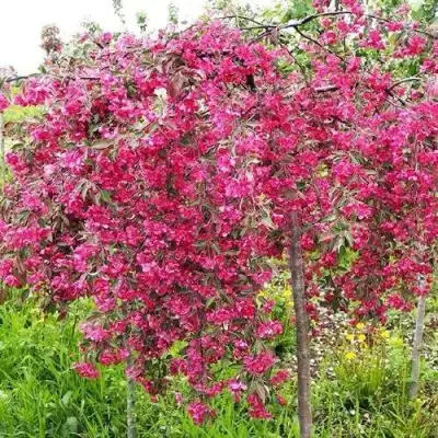 Яблоня КИНГ БЬЮТИ декоративная в Калинковичах