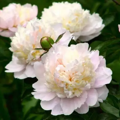 Пион ШИРЛИ ТЕМПЛ травянистый в Калинковичах