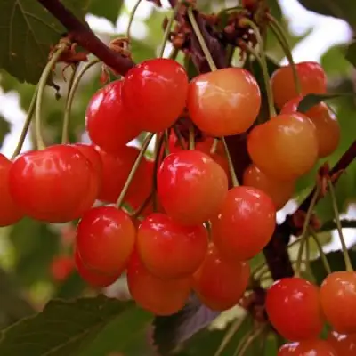 Черешня ФАТЕЖ в Калинковичах