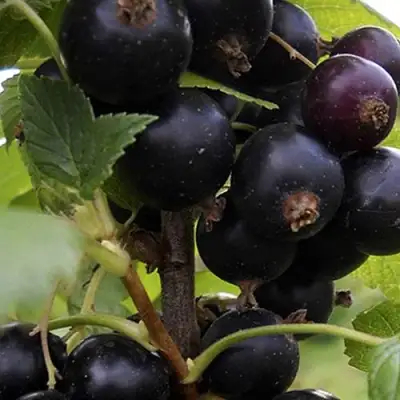 Смородина чёрная НЕСТЕР КОЗИН в Калинковичах