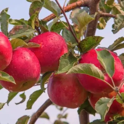Яблоня РОЖДЕСТВЕНСКОЕ в Калинковичах