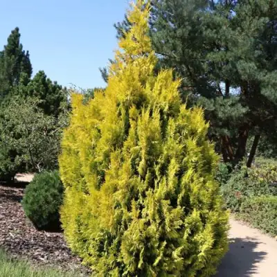 Туя СТОУНХАМ ГОЛД складчатая в Калинковичах