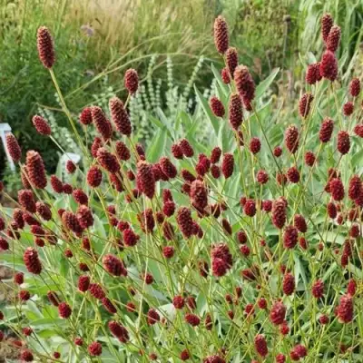 Кровохлебка БИТЛВИНГЗ в Калинковичах