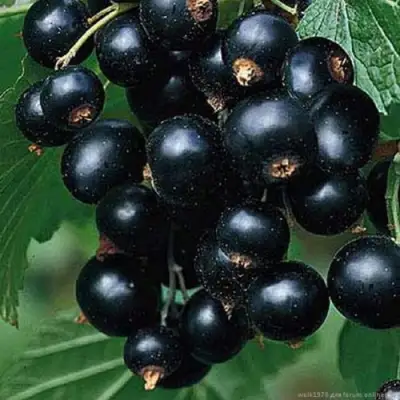 Смородина черная БЕН КОНАН в Калинковичах