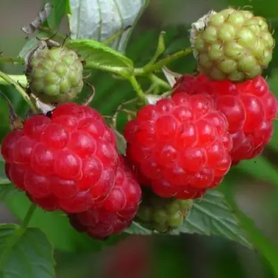 Малина СОЛНЫШКО в Калинковичах