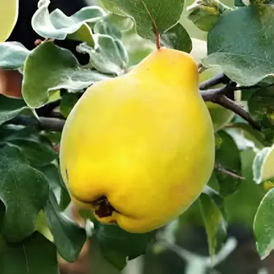 Айва МИР в Калинковичах