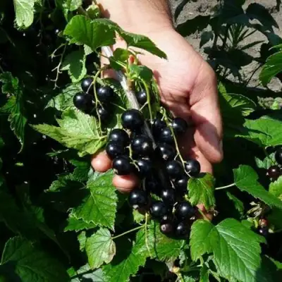 Смородина чёрная СЕЛЕЧЕНСКАЯ в Калинковичах