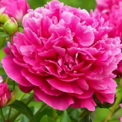 Пион НОЧНЫЕ ГРЕЗЫ древовидный в Калинковичах