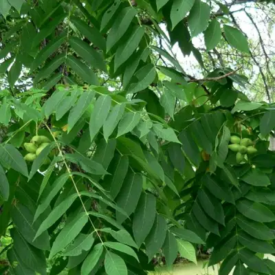 Орех МАНЬЧЖУРСКИЙ в Калинковичах