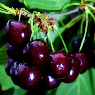 Дюк НОЧКА в Калинковичах