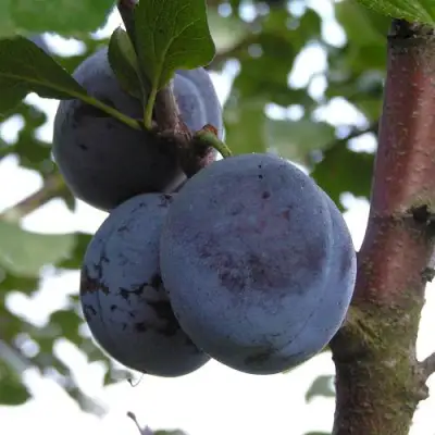 Слива ВЕНГЕРКА БЕЛОРУССКАЯ в Калинковичах