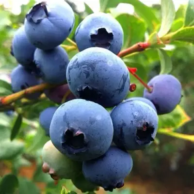 Голубика ДЮК в Калинковичах