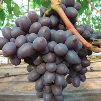 Виноград ПОДАРОК НЕСВЯТАЯ в Калинковичах