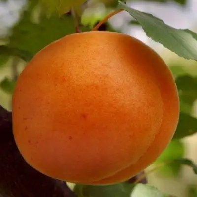 Абрикос ОЛИМП в Калинковичах