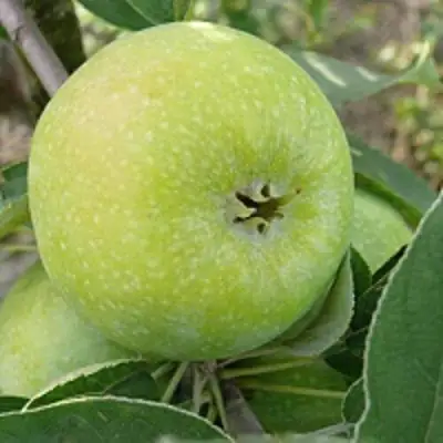 Яблоня РЕНЕТ СИМИРЕНКО в Калинковичах