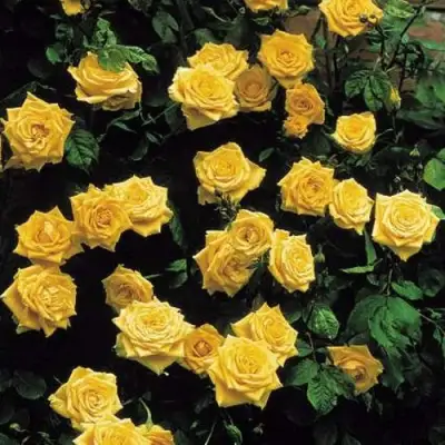 Роза ЛАНДОРА чайно-гибридная в Калинковичах