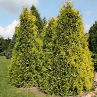 Туя АУРЕОСПИКАТА западная в Калинковичах