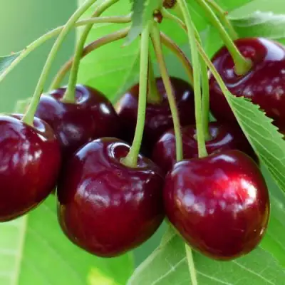 Дюк ЖИВИЦА (ЧЕРЕВИШНЯ) в Калинковичах