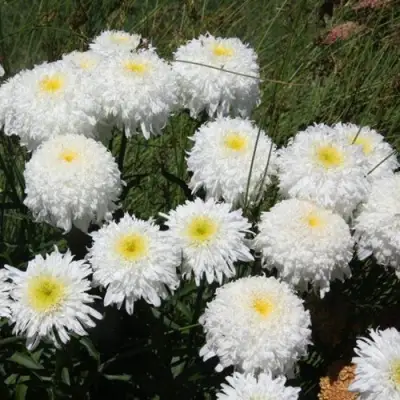 Нивяник ФИОНА ГОГХИЛЛ великолепный в Калинковичах