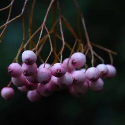 Рябина ПЕКИНСКАЯ сладкоплодная в Калинковичах