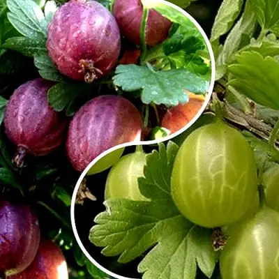 Комплект РЕДКИЙ СЧАСТЛИВЧИК в Калинковичах