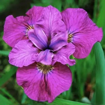 Ирис СИ Я ЛЕЙТЕР сибирский в Калинковичах